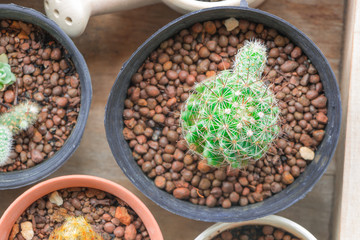 A tiny cactus on a blue background.