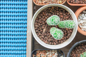 A tiny cactus on a blue background.