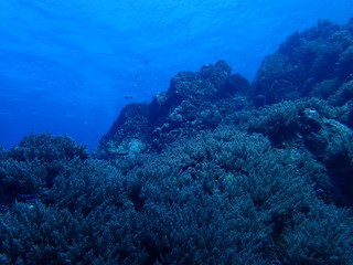 Fototapeta na wymiar インド洋の海底の山