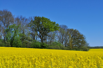 Rapsfeld bei Putbus auf Rügen