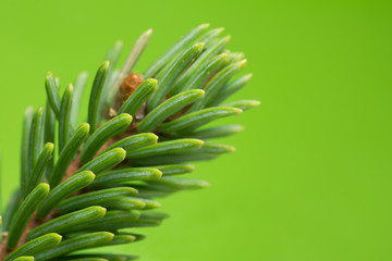 Obraz premium Macro photo of pine needles against a green background