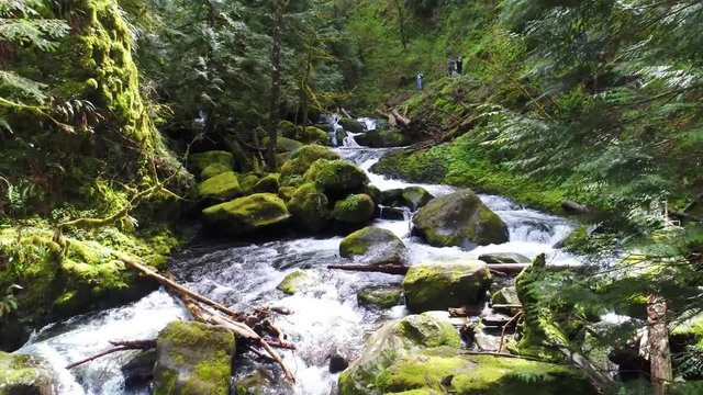 Fairy Moss Stream
