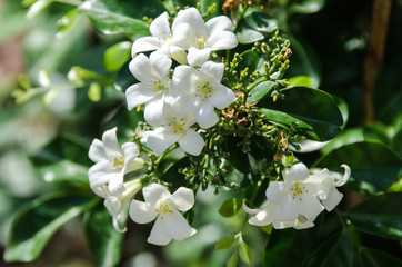 Murraya Orange Jasmin