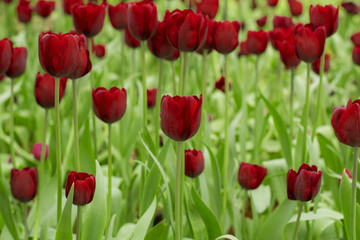 Fototapeta na wymiar Fresh colorful tulips in warm sunlight