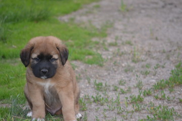 St. Bernard Puppy on the Farm 