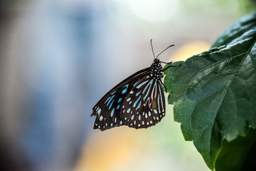 Tiger Blue Danaid Butterfly