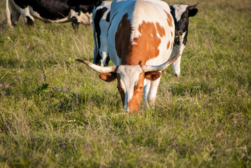 Texas Longhorn Cattle