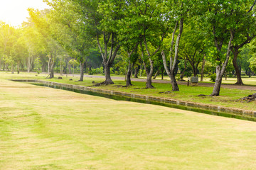 Fototapeta na wymiar Green lawn with trees in park