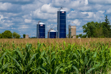 corn stalks, and silos © stevengaertner