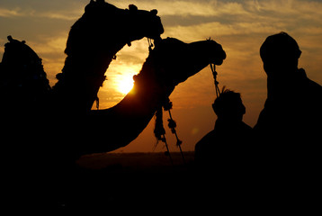 CAMELS IN SILHOUETTE  EVENING