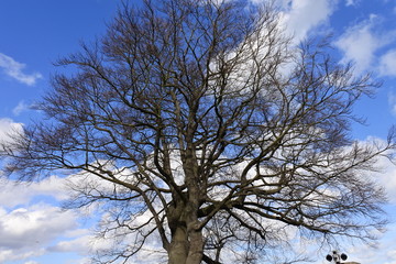 Form of tree and blue sky.