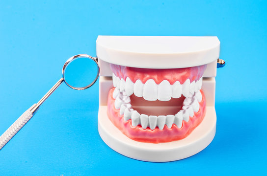 White teeth model and dental instruments.