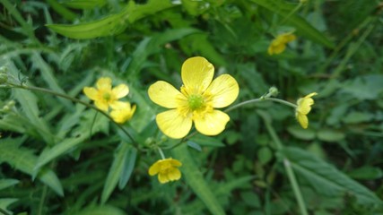 小さな黄色い花