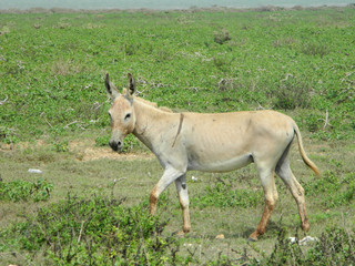 Donkey on the grass