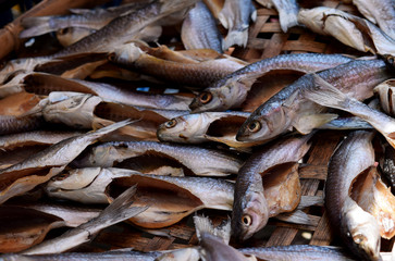 Flathead mullet, Grey mullet, Striped mullet