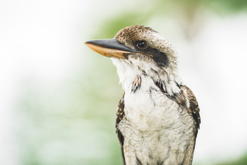Australian kookaburra by itself resting outdoors during the day in Queensland