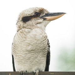 Australian kookaburra by itself resting outdoors during the day in Queensland