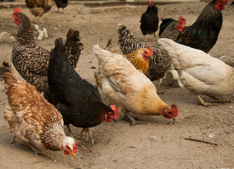 Black, white and red chicken. Chicken eat corn