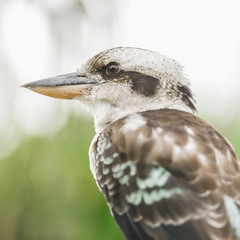 Australian kookaburra by itself resting outdoors during the day in Queensland