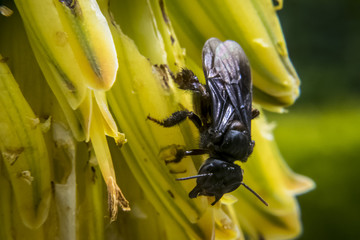 Black wasp eating