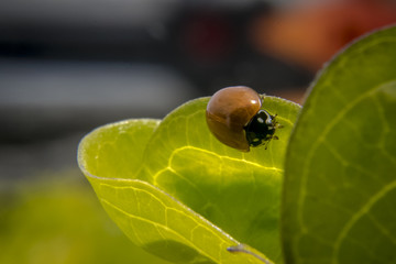 Ladybug on leaf