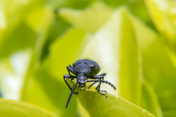 Black bug on leaf