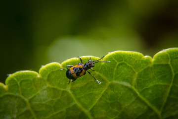 Fototapeta premium Brown and black bug with long antennas on leaf