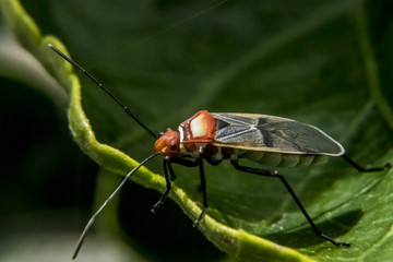 Lygaeidae over leaves