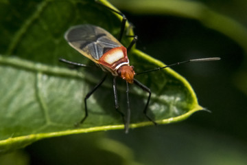 Lygaeidae over leaves