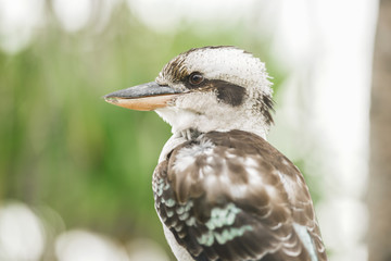 Australian kookaburra by itself resting outdoors during the day in Queensland