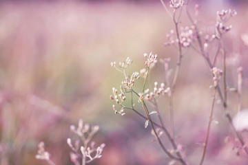 spring grass flower field in soft purple and pink color filter nature background