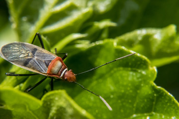 Lygaeidae over leaves