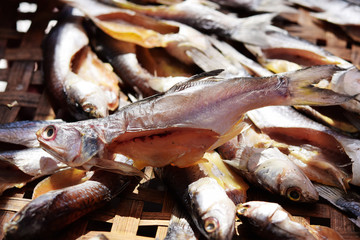 Flathead mullet, Grey mullet, Striped mullet