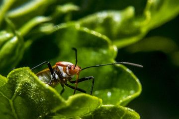 Lygaeidae over leaves