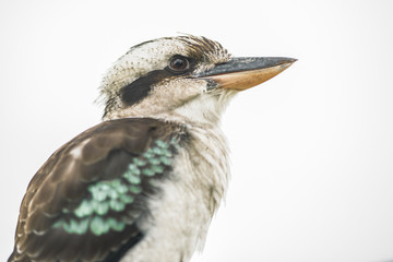 Australian kookaburra by itself resting outdoors during the day in Queensland