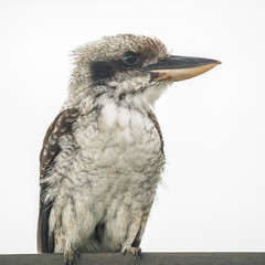Australian kookaburra by itself resting outdoors during the day in Queensland