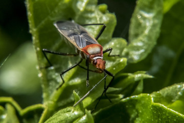 Lygaeidae over leaves