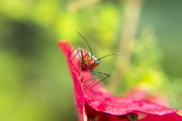 Red and green lygaeidae on pink petal flower