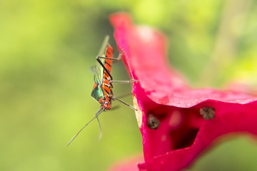 Red and green lygaeidae on pink petal flower