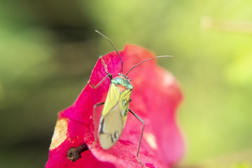 Red and green lygaeidae on pink petal flower