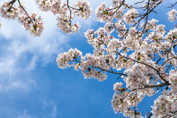 桜