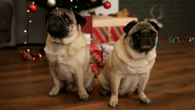Couple of pug dog sitting on the floor near Christmas tree with gift box.
