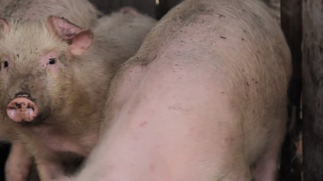 little pink pig on a farm in Russia