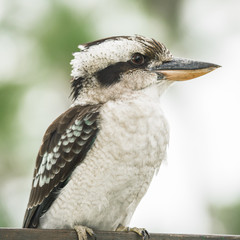 Australian kookaburra by itself resting outdoors during the day in Queensland