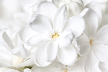 Fototapeta na wymiar Floral wallpaper, white lilac flowers background