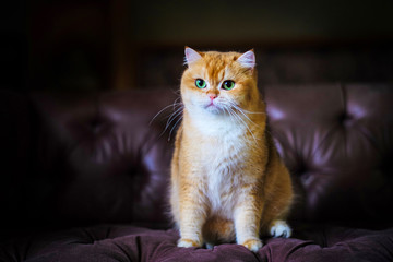 Orange cat sitting on a sofa