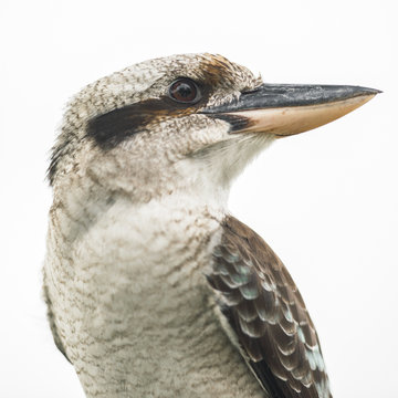 Australian kookaburra by itself resting outdoors during the day in Queensland