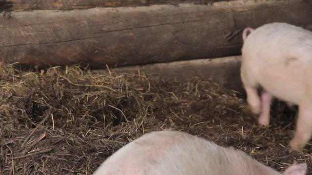 little pink pig on a farm in Russia
