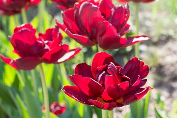 Group and close up of dark red vinous double beautiful tulips growing in the garden