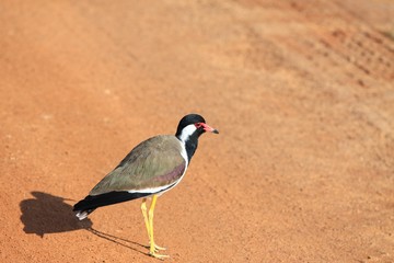 Red-watted Lapwing, Vanellus indicus lankae, Sri Lanka